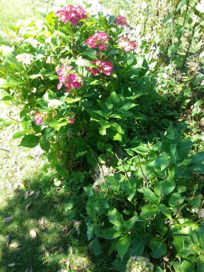 B&B Au Jardin Fleuri Marche-en-Famenne Esterno foto