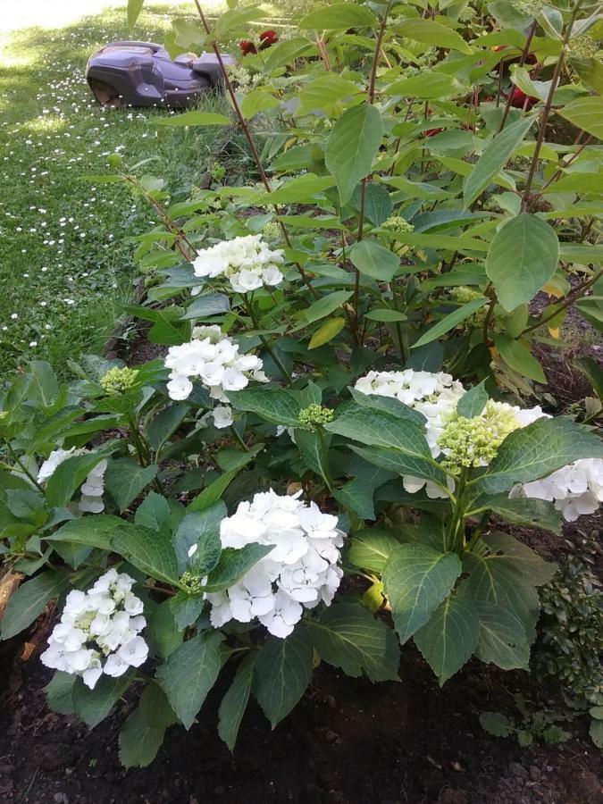 B&B Au Jardin Fleuri Marche-en-Famenne Esterno foto